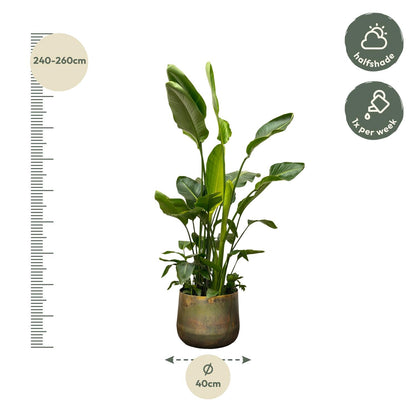 Kamerplant - Strelitzia Nicolai - Hoogte ↕ 35-250cm