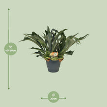Kamerplant - Platycerium Bifurcatum - Pot Ø 21cm Hoogte ↕ 50cm