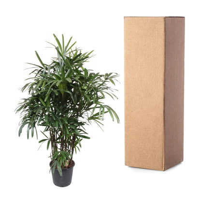 XL Kamerplant - Rhapis Excelsa - Pot Ø 34cm Hoogte ↕ 200cm