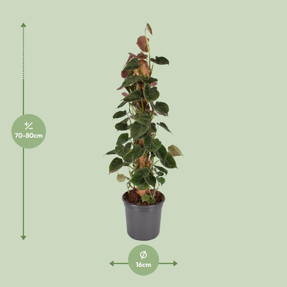 Kamerplant - Philodendron Lupinum Mosstok - Pot Ø 16cm Hoogte ↕ 75cm