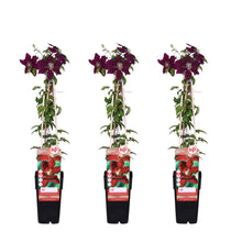 Buitenplant 3x Clematis Niobe - Bloeiend - Pot Ø 15cm Hoogte ↕ 65cm