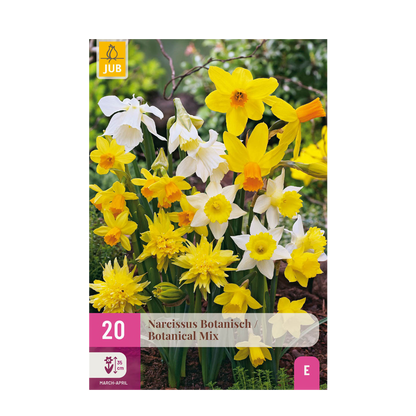 Bloembollen 20x Narcis Botanical mix - Geel & Wit - Bolmaat 10/12