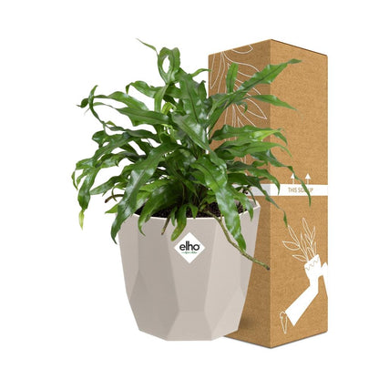 Kamerplant - Microsorum Diversifolium - Pot Ø 14cm