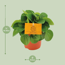 Kamerplant - Peperomia Rana Verde - Pot Ø 11cm Hoogte ↕ 15cm