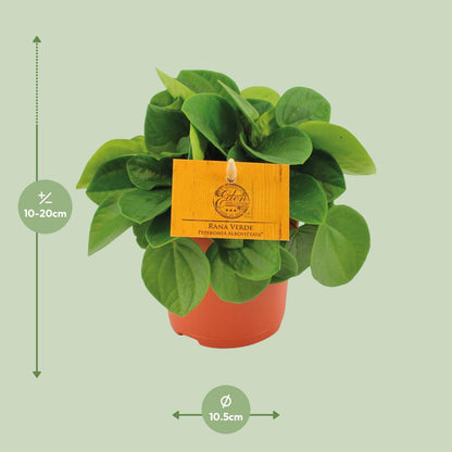 Kamerplant - Peperomia Rana Verde - Pot Ø 11cm Hoogte ↕ 15cm