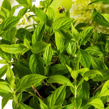 Buitenplant - Hydrangea Paniculata Magical Candle - Bloeiend - Pot Ø 19cm Hoogte ↕ 30-40cm