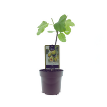 Kamerplant - Ficus Panachee - Pot Ø 15cm Hoogte ↕ 40cm