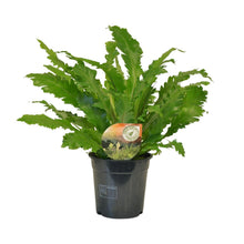 Kamerplant - Asplenium Campio - Pot Ø 17cm Hoogte ↕ 50cm
