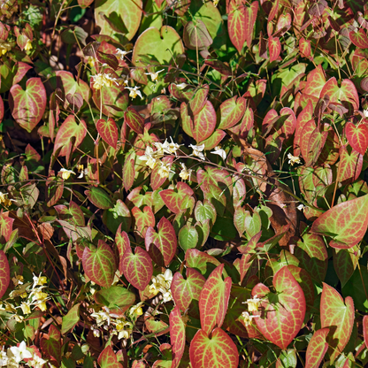 Buitenplant 48x Epimedium y. 'Niveum' - Pot Ø 9cm Hoogte ↕ 10-25cm