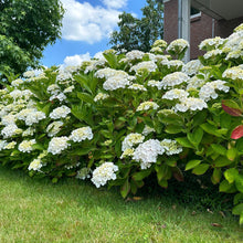 Buitenplant 3x Hydrangea macrophylla - Wit - Bloeiend - Pot Ø 17cm Hoogte ↕ 30cm