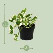Kamerplant - Scindapsus (Epipremnum) N'joy - Pot Ø 12cm Hoogte ↕ 15cm