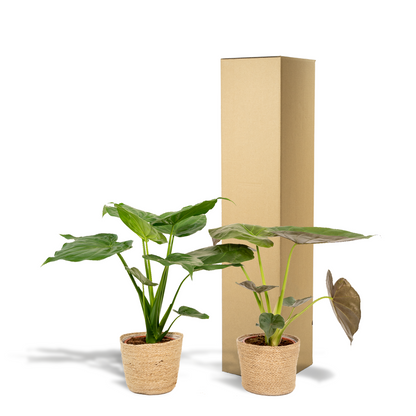 Kamerplant - Alocasia Cucullata + Alocasia Wentii - met mand Selin - Pot Ø 19cm Hoogte ↕ 60cm