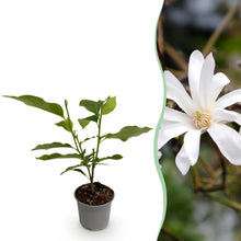 Buitenplant - Magnolia stellata - Bloem Wit - Pot Ø 12cm Hoogte ↕ 30cm