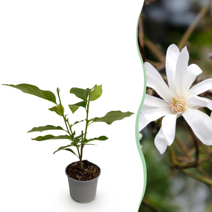 Buitenplant - Magnolia stellata - Bloem Wit - Pot Ø 12cm Hoogte ↕ 30cm