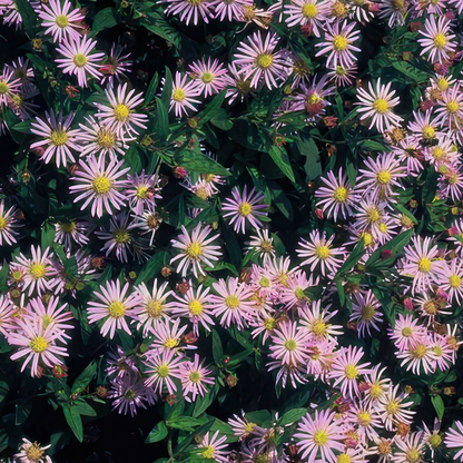 Buitenplant 6x Aster - Bloeiend - Pot klein Hoogte ↕ variabel