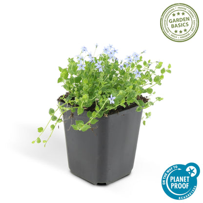 Buitenplant 60x Isotoma fluviatilis - Bloeiend - Pot Ø 9cm Hoogte ↕ 10-25cm