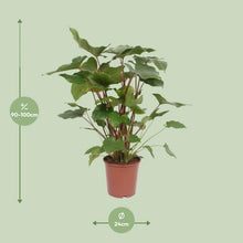 Kamerplant - Homalomena Rubescens Maggy - Pot Ø 24cm Hoogte ↕ 90cm