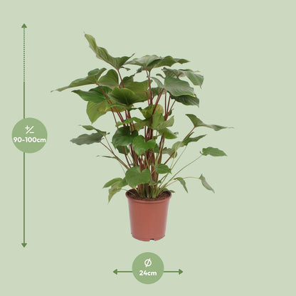 Kamerplant - Homalomena Rubescens Maggy - Pot Ø 24cm Hoogte ↕ 90cm