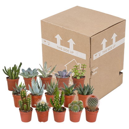 Kamerplant 15x Cactus en Vetplanten Mix - Zonder pot - Ø 5.5cm