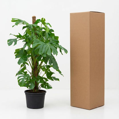 Kamerplant - Monstera Deliciosa - Hoogte ↕ 32-180cm