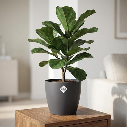 Pot - ELHO Brussels Rond 30cm - Antraciet