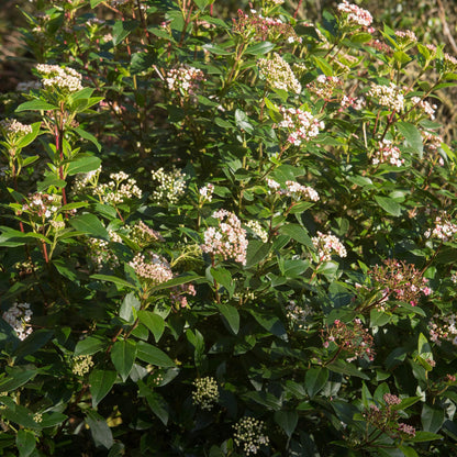 Buitenplant - Viburnum tinus 'Eve Price' op stam - Bladhoudend - Pot Ø 19cm Hoogte ↕ 90cm