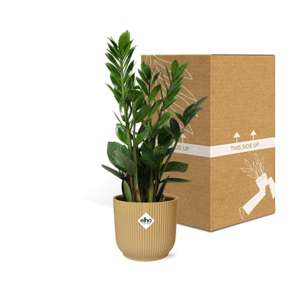 Kamerplant - Zamioculcas - Pot Ø 14cm Hoogte ↕ 45-50cm