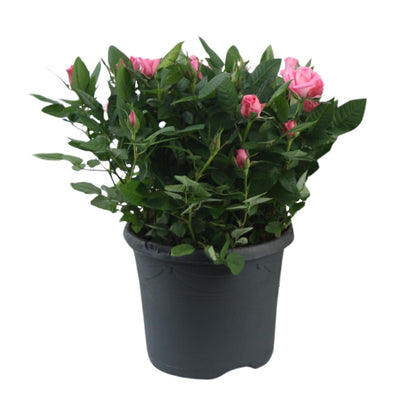 Buitenplant - Rosa Jewel Patio Sparkling - Bloeiend - Pot Ø 17cm Hoogte ↕ 30cm