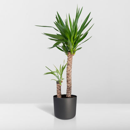 Kamerplant - Yucca Elephantipes - Pot Ø 21cm Hoogte ↕ 100cm
