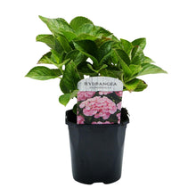 Buitenplant - Hortensia Hydrangea macrophylla Pink - Bloeiend - Pot Ø 17cm Hoogte ↕ 30cm