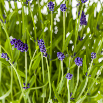 Buitenplant - Lavandula Angustifolia - Pot Ø 19cm Hoogte ↕ 40-50cm