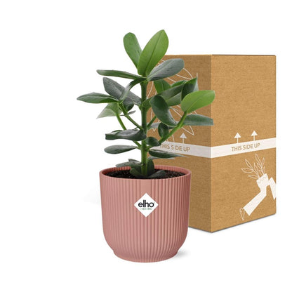 Kamerplant - Clusia Princess - Pot Ø 14cm