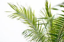 XL kamerplant - Phoenix Roebelenii op stam - Hoogte ↕ 210cm