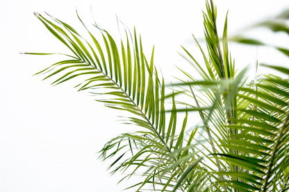 XL kamerplant - Phoenix Roebelenii op stam - Hoogte ↕ 210cm