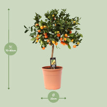 Kamerplant - Citrus Calamondin - Pot Ø 22cm Hoogte ↕ 80cm