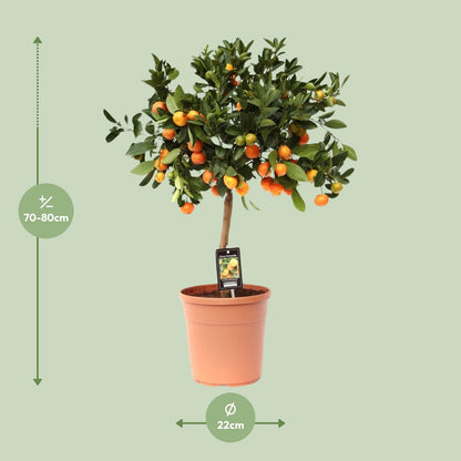 Kamerplant - Citrus Calamondin - Pot Ø 22cm Hoogte ↕ 80cm