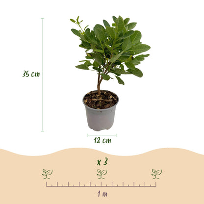Buitenplant 3x Cotinus coggygria 'Young Lady' - Pot Ø 12cm Hoogte ↕ 35cm
