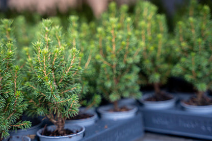 Buitenplant 12x Picea glauca 'Perfecta' - Mini-kerstboom - Pot Ø 6cm Hoogte ↕ 15-20cm