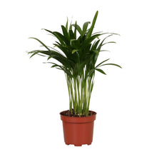 Kamerplant - Areca Catechu - Pot Ø 12cm Hoogte ↕ 35cm