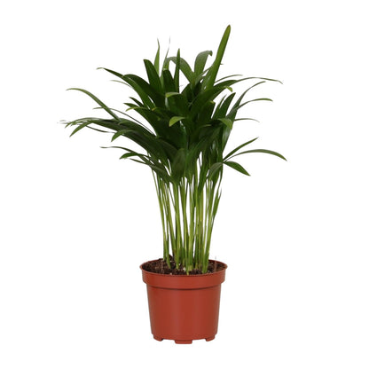 Kamerplant - Areca Catechu - Pot Ø 12cm Hoogte ↕ 35cm