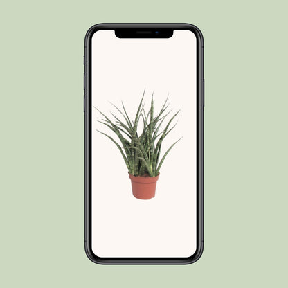 Kamerplant - Sansevieria Fernwood Punk - Pot Ø 12cm Hoogte ↕ 35cm