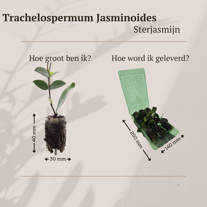 Buitenplant - Trachelospermum jasminoides - Klimplant set 6 pluggen - Geurig