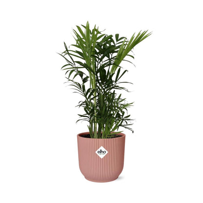 Kamerplant - Chamaedorea Elegans - Pot Ø 14cm Hoogte ↕ 45cm