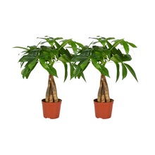 Kamerplant 2x Pachira Aquatica Gevlochten Stam - Pot Ø 12cm Hoogte ↕ 35cm