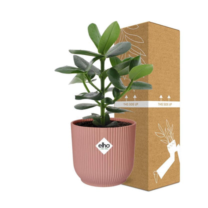 Kamerplant - Clusia Princess - Pot Ø 14cm