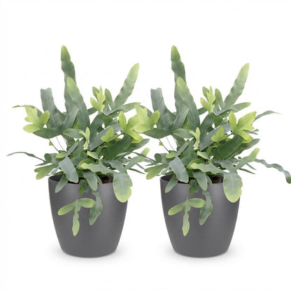 Kamerplant 2x Phlebodium aureum Blue Star - Blauwe Varen - Pot Ø 12cm Hoogte ↕ 25cm