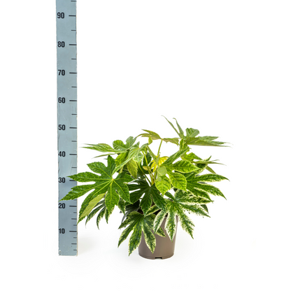 Kamerplant - Fatsia Japonica 'Spider's Web' - Pot Ø 19cm Hoogte ↕ 40-50cm