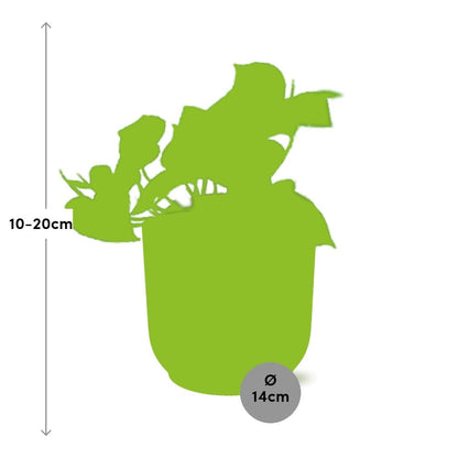 Kamerplant - Epipremnum Pinnatum 'Aureum' - Pot Ø 14cm