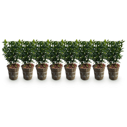 Buitenplant 8x Euonymus japonica 'Green Spire' - Haagplant - Pot Ø 9cm Hoogte ↕ 20-25cm