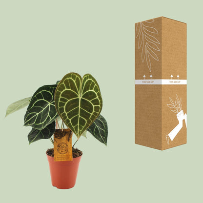 Kamerplant - Anthurium Clarinervium - Pot Ø 15cm Hoogte ↕ 25cm